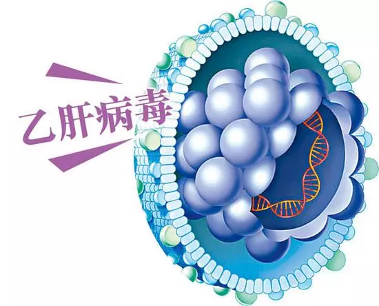                     乙肝病毒携带者能生孩子吗
