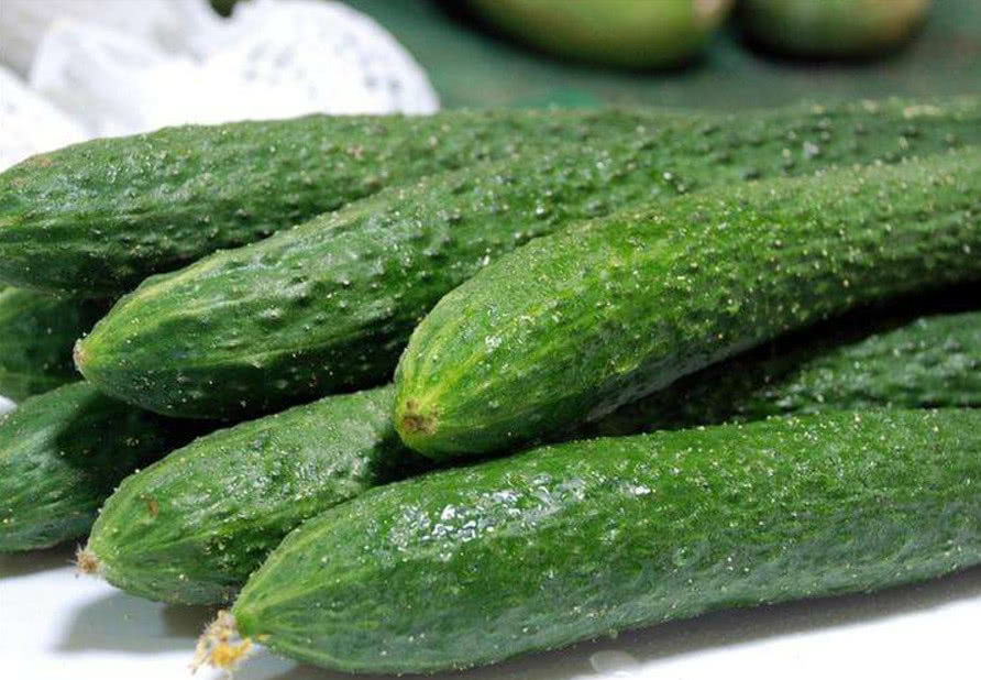 怎样种黄瓜苗长得最快 40de48cce43a4aab9d4ae153c6a17827.jpeg