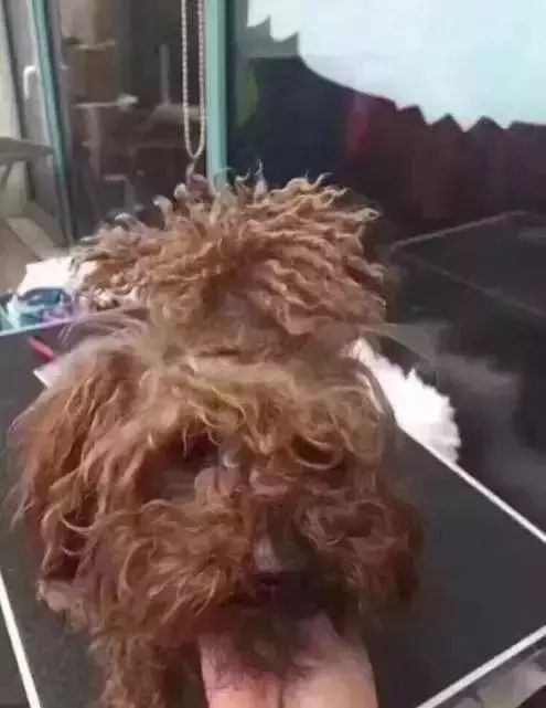 没有对比就没有伤害!泰迪美容前后对比照 ,堪称