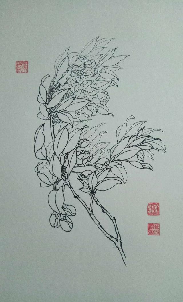 钢笔花卉白描达人叶志军先生的钢笔画分享