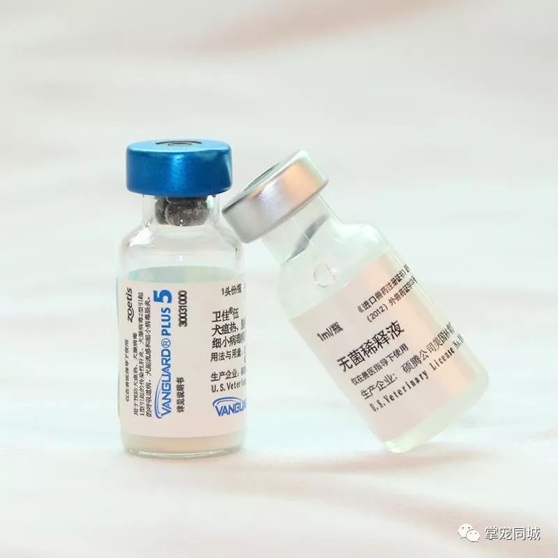 荷兰英特威01知道了疫苗的种类后,接下来小掌带小主们解决一下疫苗