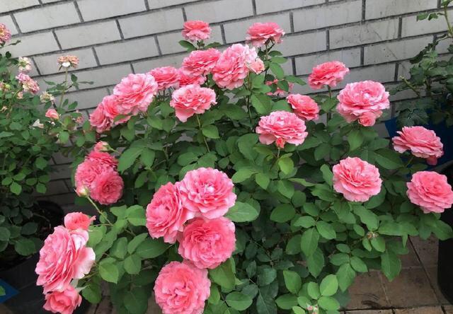 月季开花后,做好3个"小措施",又冒出一轮花苞,笋芽多枝干壮