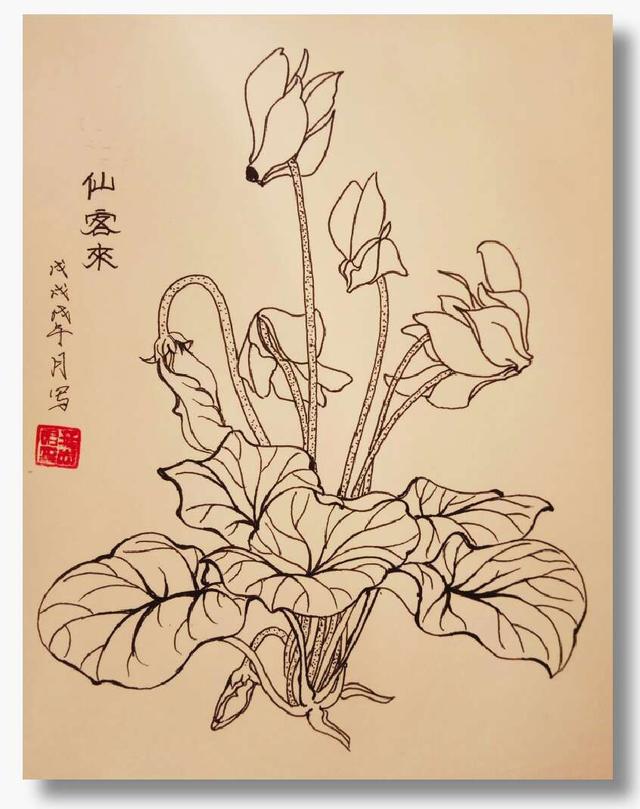 钢笔花卉白描达人叶志军先生的钢笔画分享