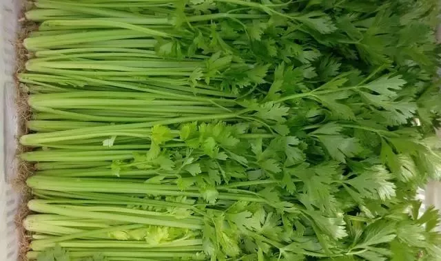 西芹菜怎么做最好吃 6d65bcbfee654b28b93ba5afbe2e08c9.jpg
