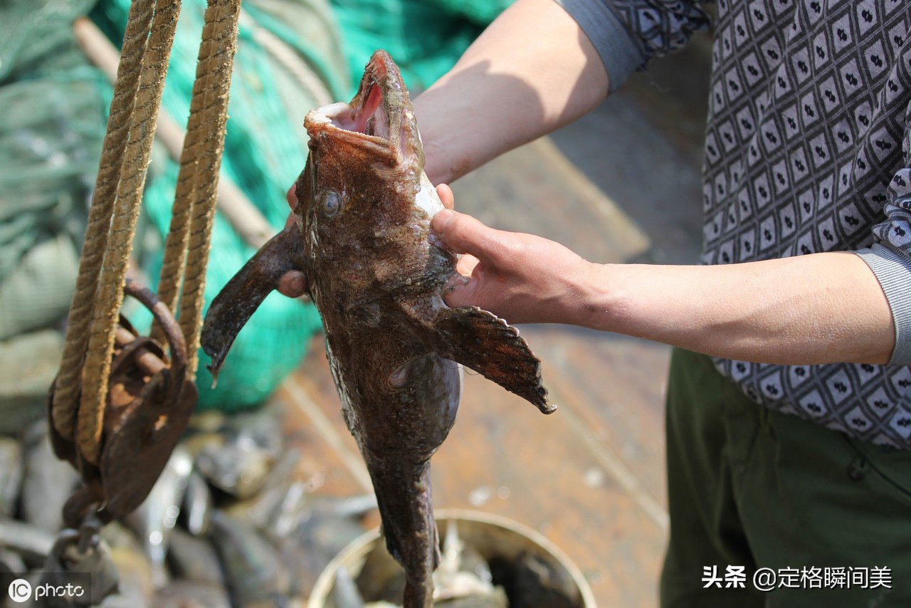 青岛舌尖上美食 丑八怪蛤蟆鱼颜值虽低但美味无比 码头上10元2斤