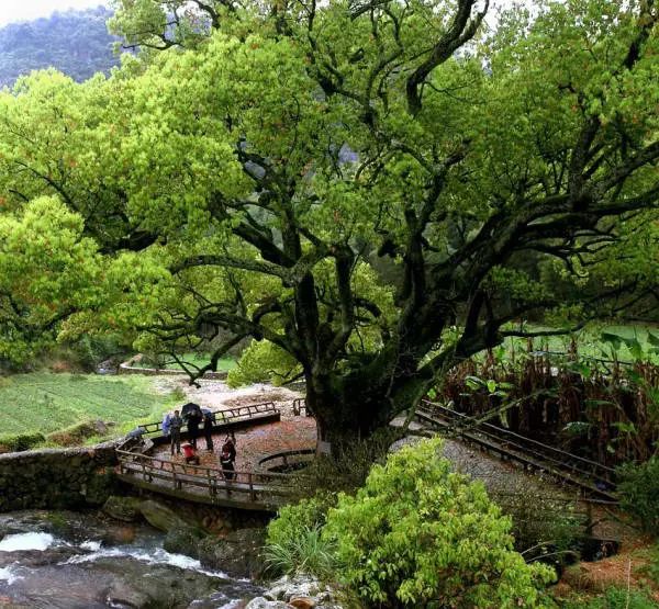 令李白,陆游等醉心的浙江山水,趁小长假快来体验_沈园