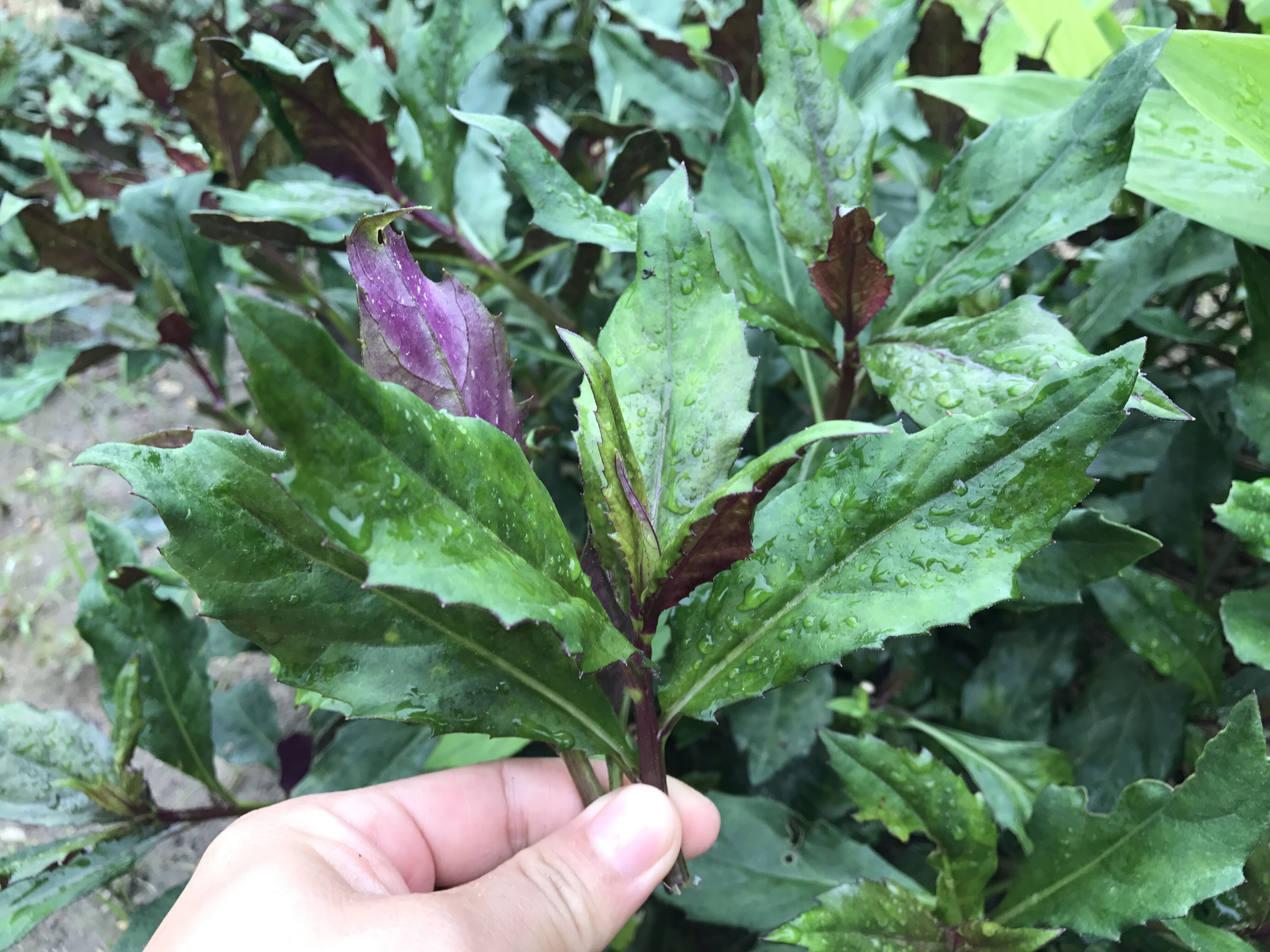 原创红凤菜炒豆豉鲮鱼