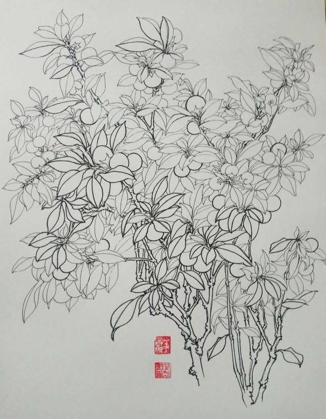 钢笔花卉白描达人叶志军先生的钢笔画分享