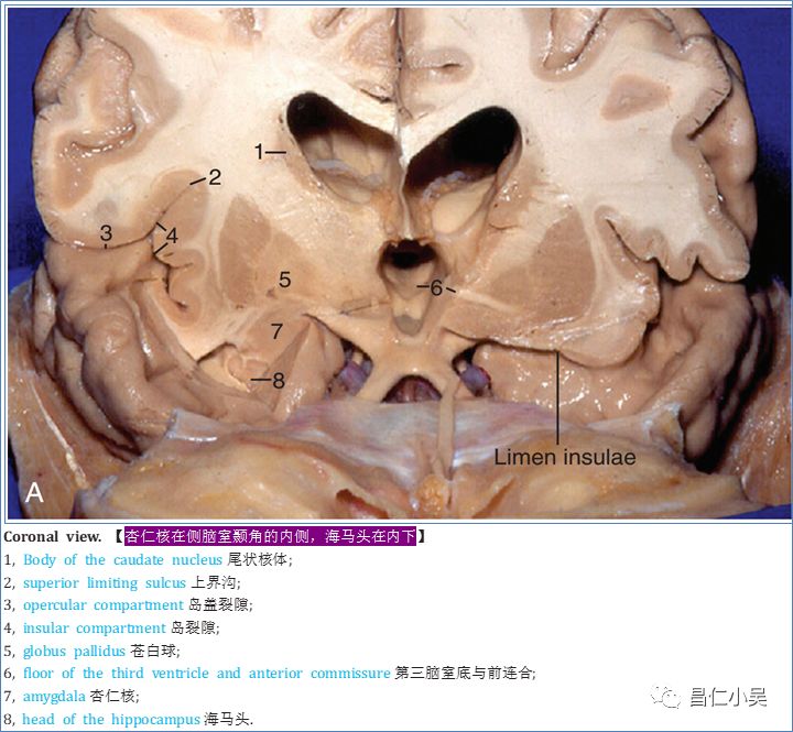 神经解剖学习笔记大脑解剖知识