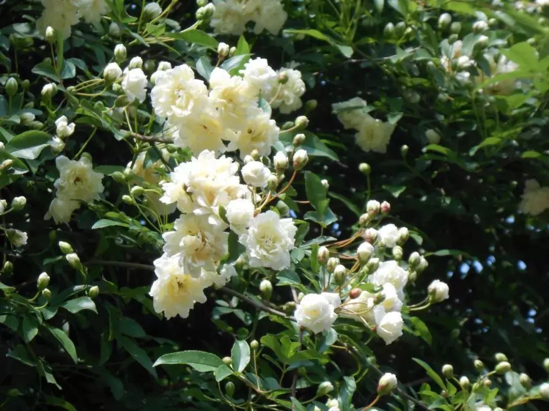 木香花的盛情绽放暮春时节花香怡情木香花王盛情开放木香花→远望