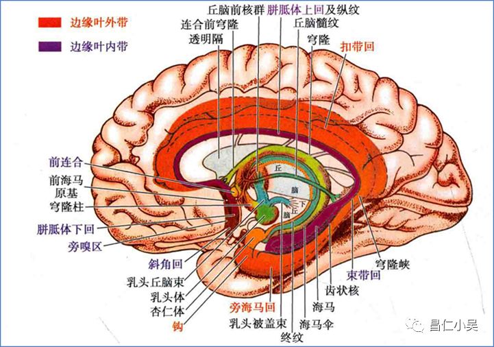 神经解剖学习笔记大脑解剖知识