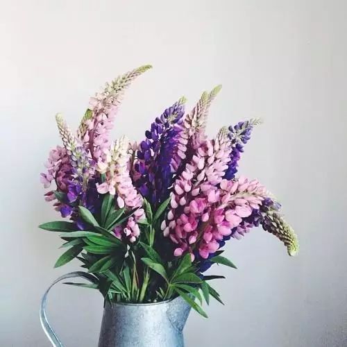 如何照顾家里的植物人 c0a46bddfc45464ca31be065119dfc11.jpeg