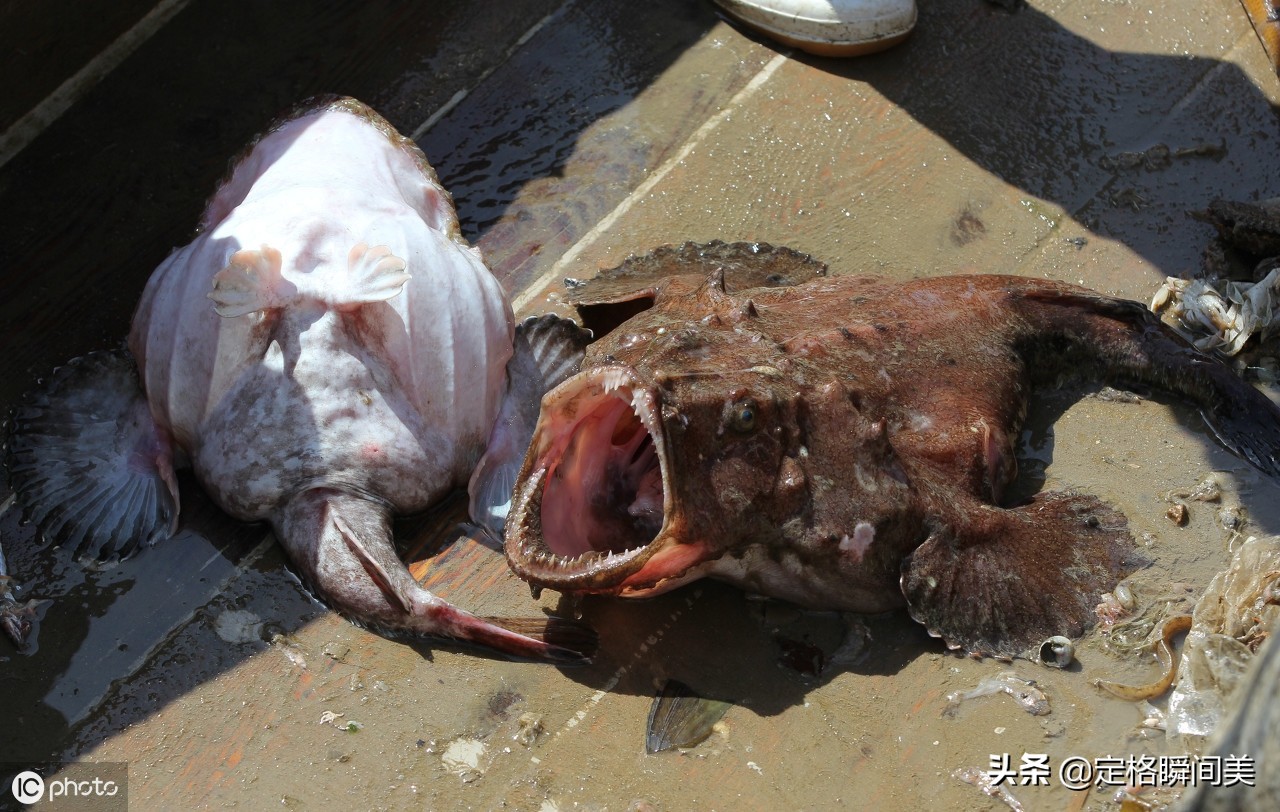 青岛舌尖上美食 丑八怪蛤蟆鱼颜值虽低但美味无比 码头上10元2斤