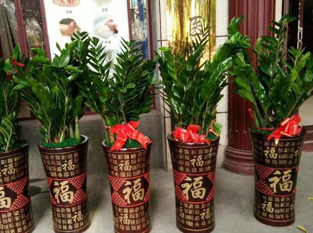 金钱树仙人掌常见的花草你知道怎么摆放最开运吗