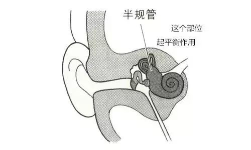 耳朵上有一个喇叭状物猜成语_耳朵里面的脓状物图片