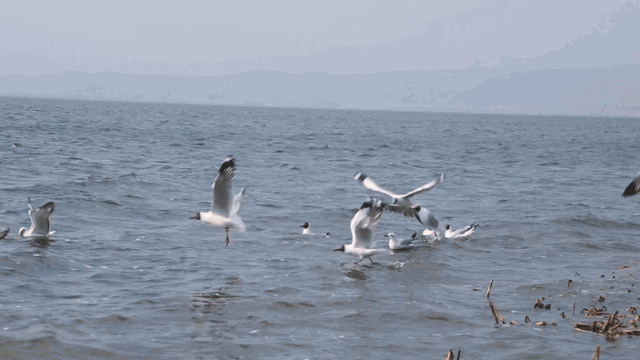 深圳出发去这里看海鸥听海浪赏日出刚刚好