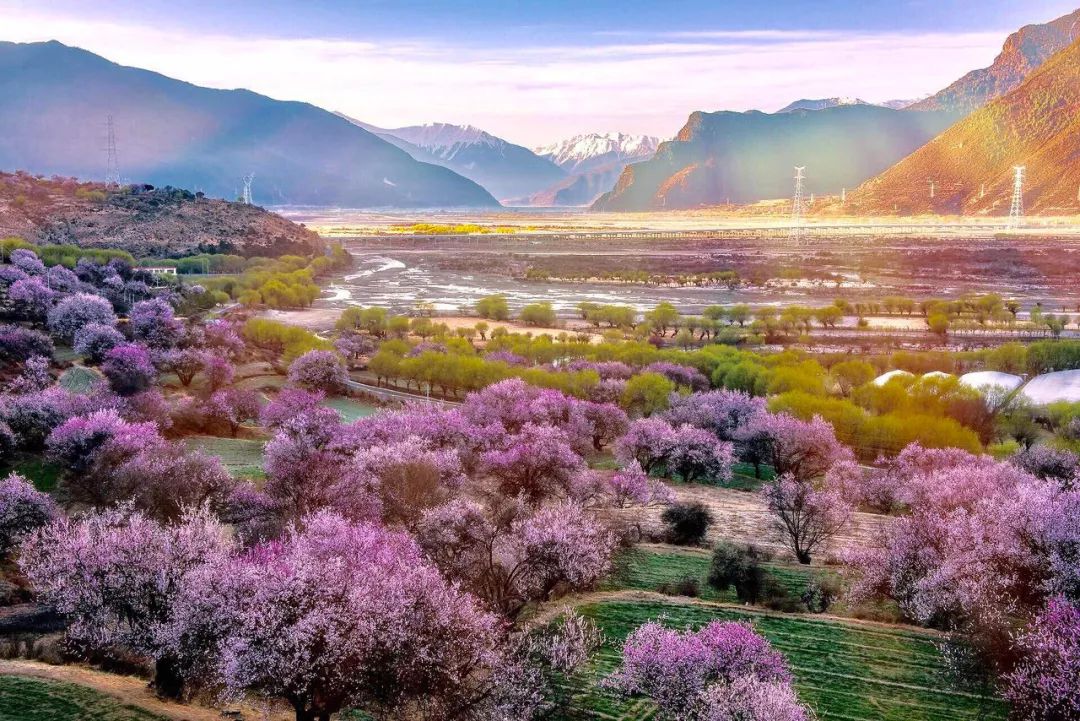 那是春天林芝的桃花洋溢着全部的热情