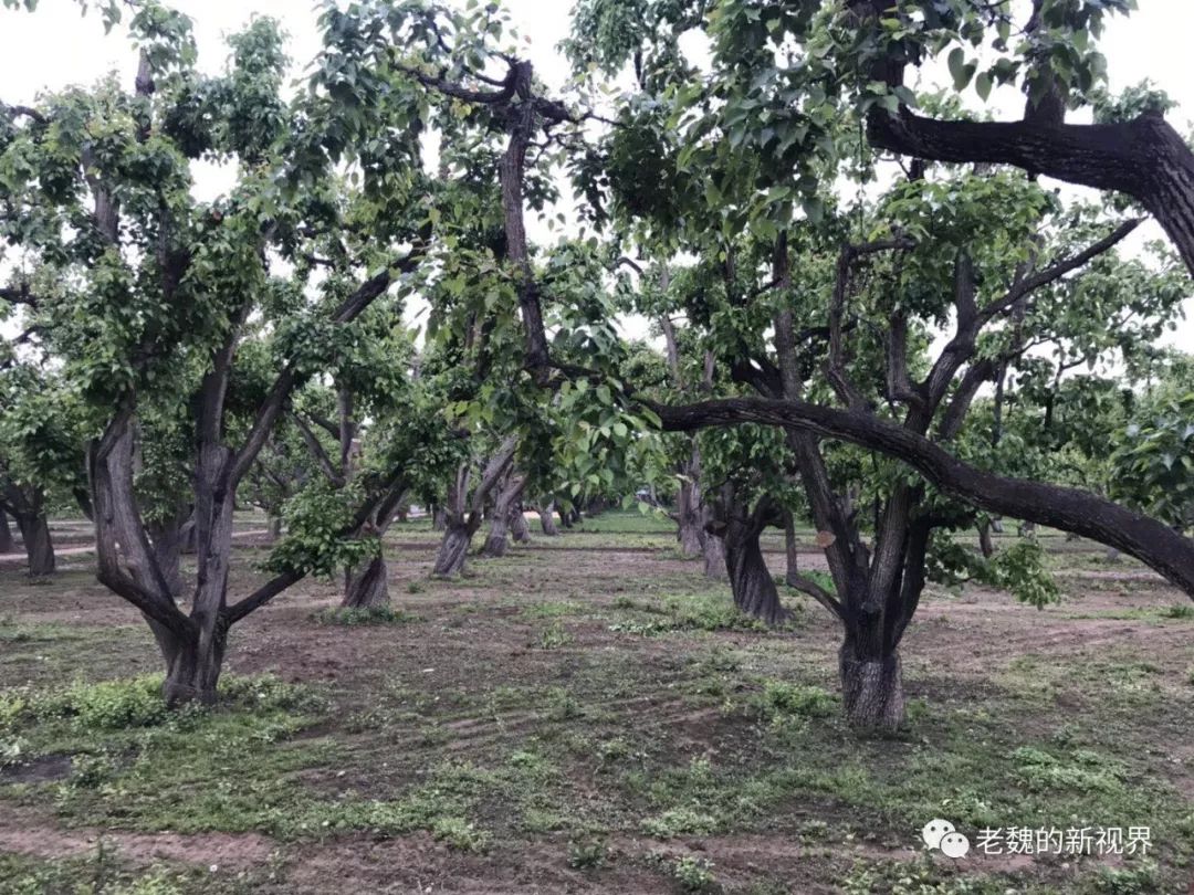 治理瞿家拐子水龙,保护好什川古老梨园