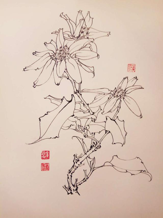 钢笔花卉白描达人叶志军先生的钢笔画分享