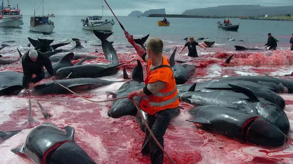 下，猎捕人残酷地利用了海豚这一善良的天性，追猎行动让海豚筋疲力尽。受伤的海豚有的因为衰竭而死，怀孕的