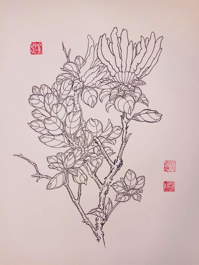 钢笔花卉白描达人叶志军先生的钢笔画分享