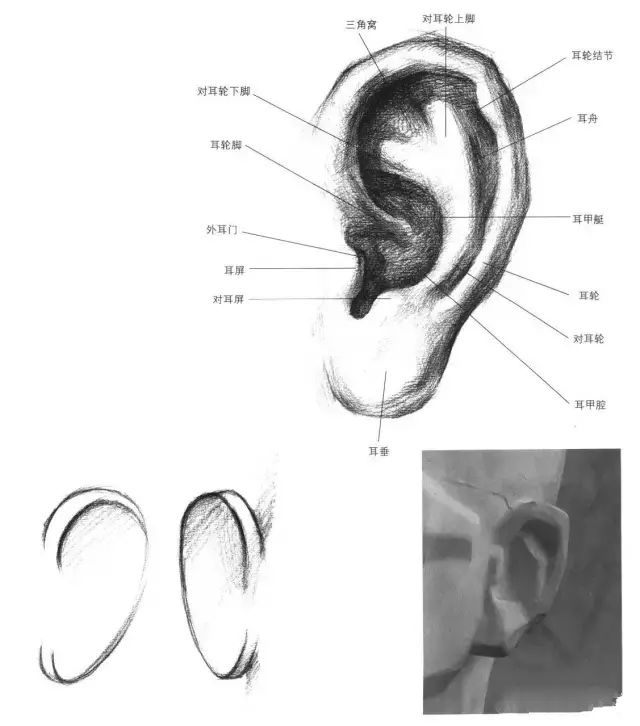 干货手把手教你画五官之耳朵篇