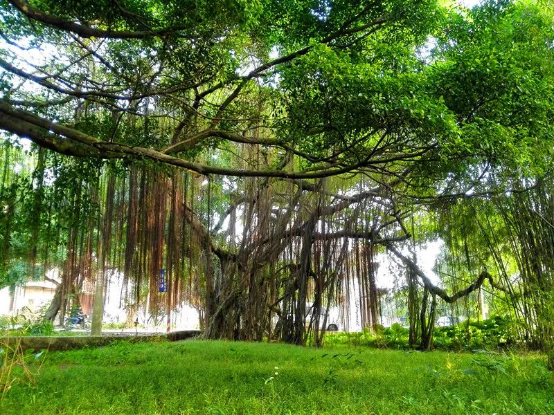 大坑榕树林景观生态游在沙堆,遇见风景!