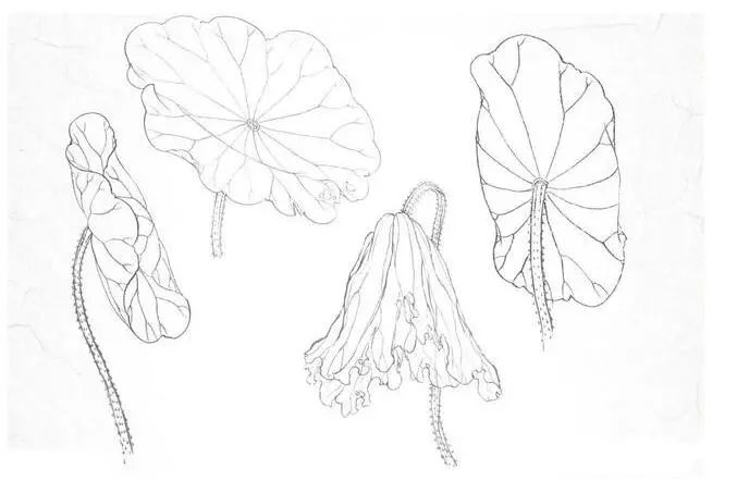 适合零基础学习的荷花工笔画步骤图解收藏