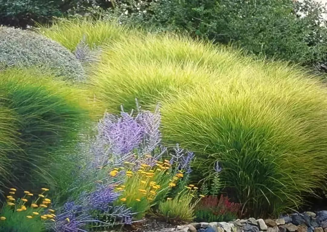 这些被称为"观赏草"的植物,经过精心驯化选育,成功引起了景观设计师们