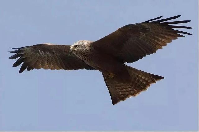 隼是鹰的一种吗 0410190e941b4e0e9398a6db7d6db56c.jpeg