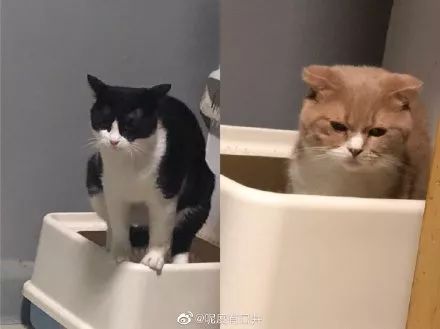 看看网友家猫拉屎的样子各位选手好努力哈哈哈哈