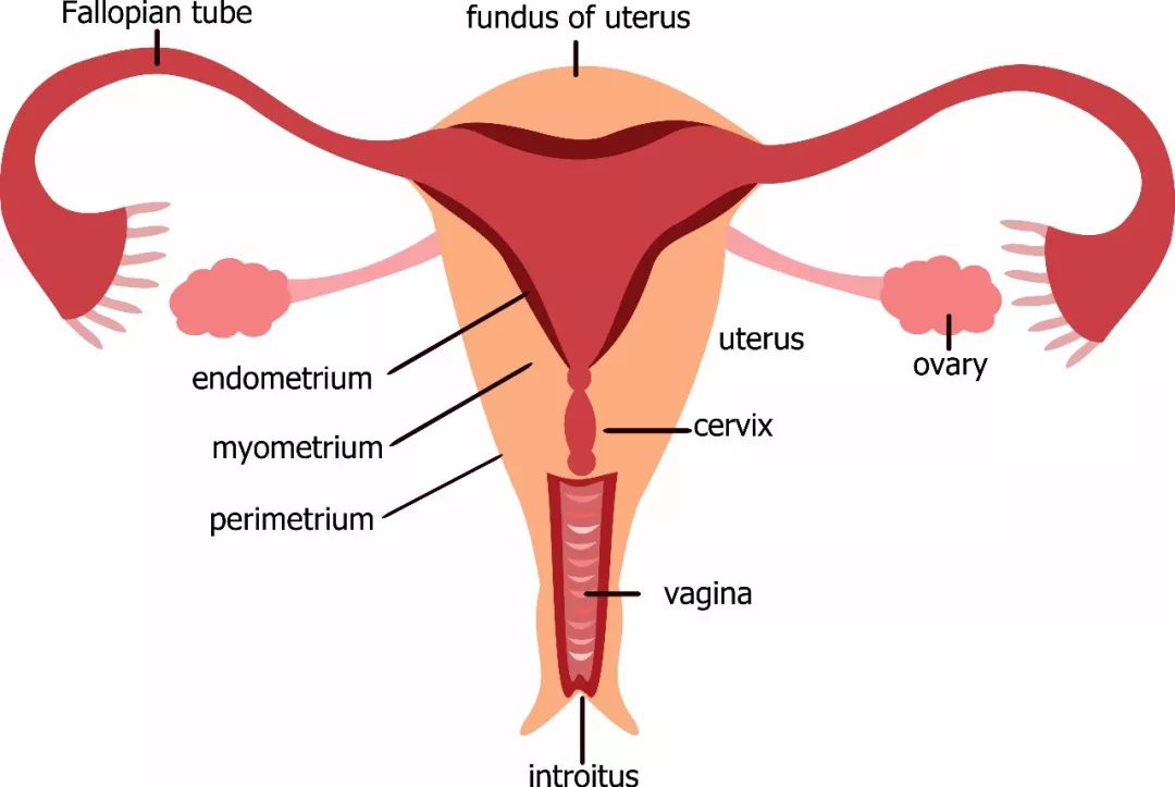 女性如何保持子宫健康 0d1e845856e54885839afa5ca05445e2.jpeg