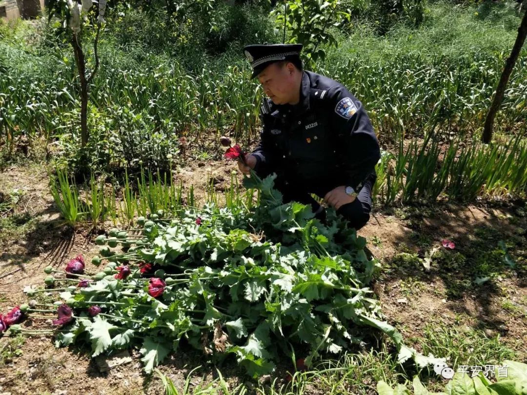 界首一村民院中发现罂粟民警当场铲除