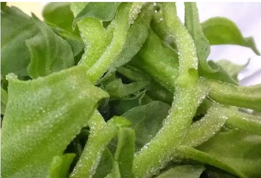 这种浑身自带“冰珠子”的菜你吃过吗?夏天吃冰冰凉! 博e百娱乐平台