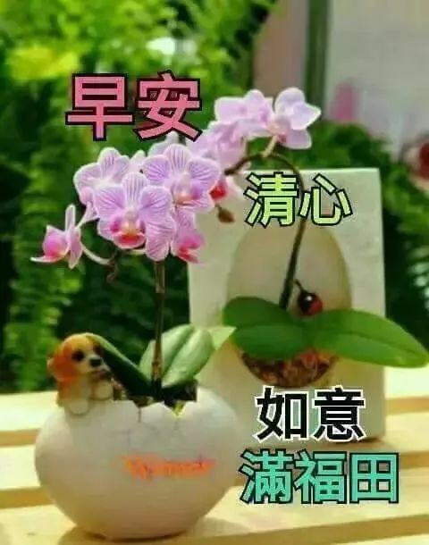 特别漂亮清晨早安表情动态图片,暖心的早上好问候祝福