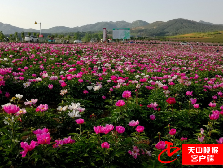 确山县竹沟镇千亩芍药花海惊艳天中