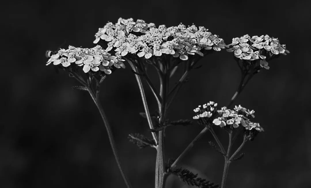 飞蛾扑火是哪一年发行的 3c62aba9401445ec821af4f28630ed12.jpeg