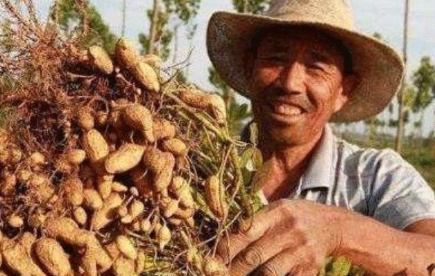 花生和它一起吃, 比“阿司匹林”还管用, 血管干净, 血栓躲着走 亿万先生网站