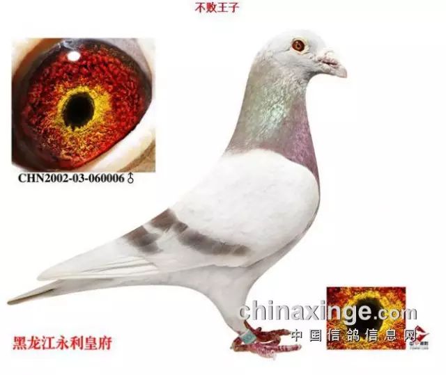 领略"百万鸽王"的传奇风采!