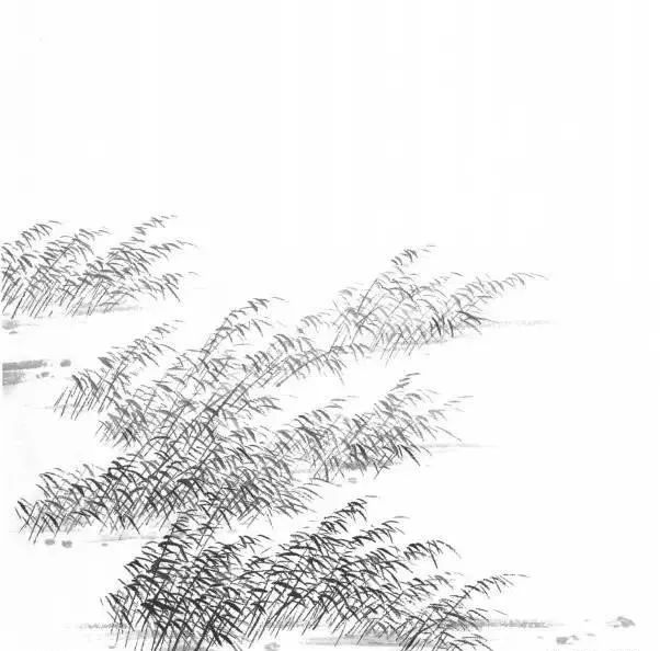 芦苇四式芦苇不同于一般草本植物,柔中有韧,亦干亦叶.