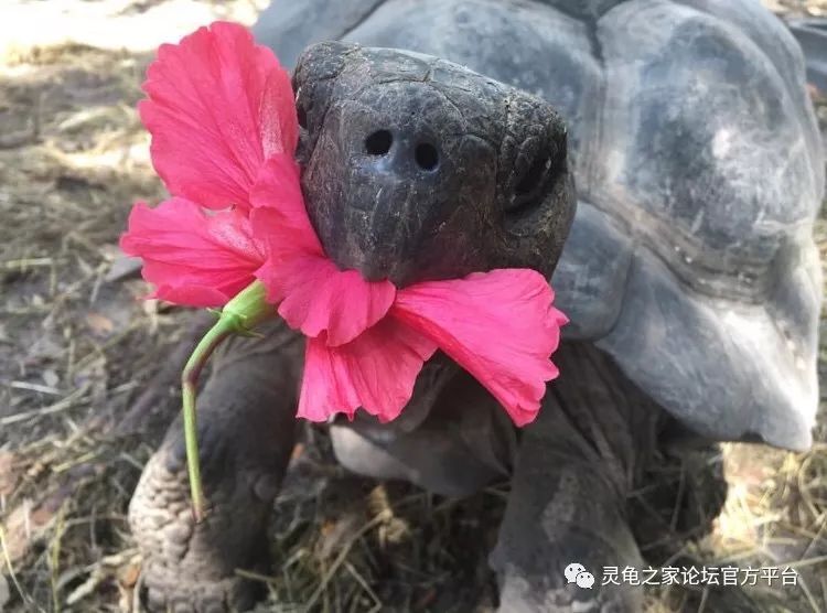 乌龟怎么睡觉的姿势 46c0a0c16c744ca186663a1051767fef.jpeg