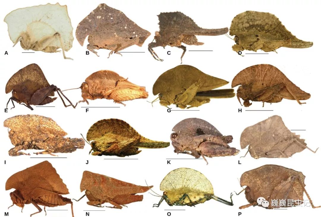 各种各样的 拟叶蚱类.