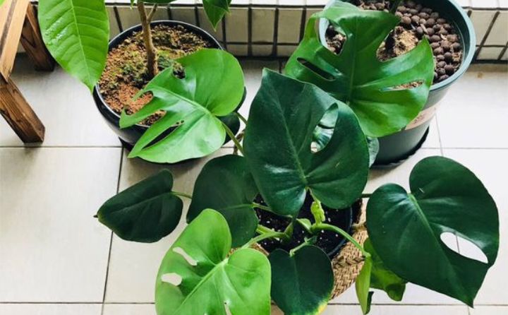 龟背竹怎么养才能长得好呢 5fbd9f7011164b84b816f18cccf89eeb.jpeg