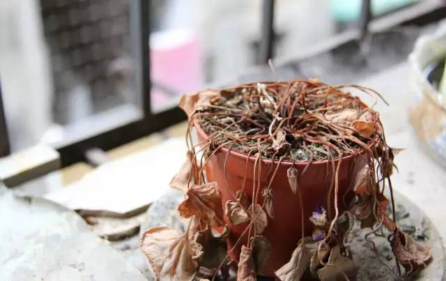 九种不祥物品千万不能放家里,你家有吗? 亚博pp电子