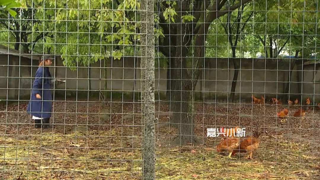 
嘉兴女大学生新丰乡下养鸡：开公司做到龙头企业


