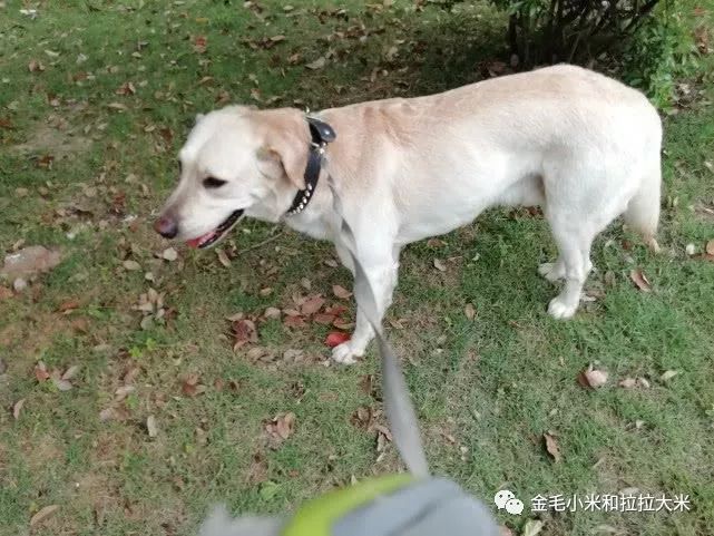 拉布拉多智商排名_黑色拉布拉多智商排名