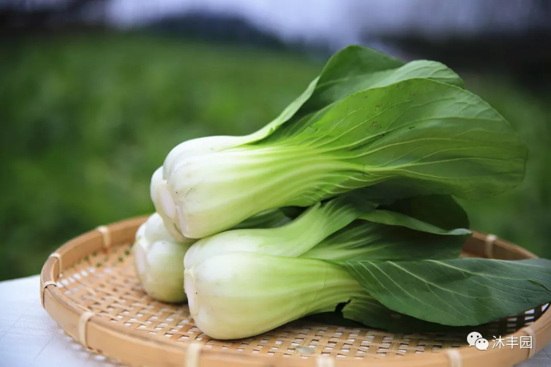 怎么长期保存新鲜蔬菜 9286db6e524e4938893cfcd43af0d3ac.jpg