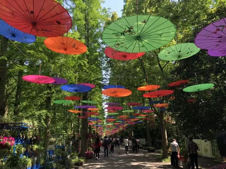 上海红花节正在东平森林公园举行 那里就是2年后将举办中国花博会的地方 活动