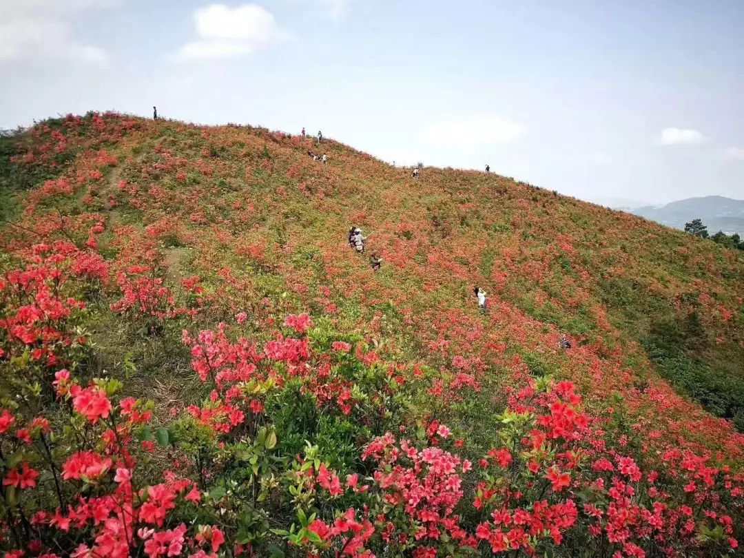 贵州的梳子山开发颇有架势,湖南花垣的梳子山,杉木冲开发除了道路