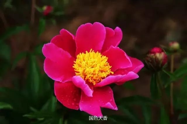 话芍药|芍药与牡丹的区别-3_果实